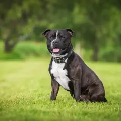 Ein freundlicher Staffordshire Bullterrier sitzt im Gras und lächelt.
