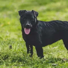 Ein schwarzer Patterdale Terrier steht auf einer grünen Wiese, die Zunge hängt heraus.