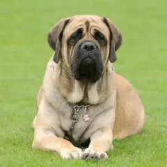 Ein majestätischer englischer Mastiff, 155 kg schwer, liegt entspannt auf grünem Gras.