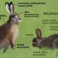 Gegenüberstellung: Feldhase mit langen Läufen und hellen Ohrenspitzen vs. Wildkaninchen mit kurzen Läufen und dunklen Ohren.