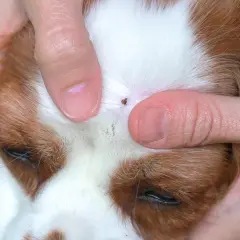 Zecke auf Hundekopf. Finger halten die Haut auseinander, um die Zecke zu entfernen. Suche nach Hausmittel gegen Zecken bei Hunden.