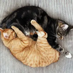 Zwei Katzen kuscheln eng verschlungen auf einem gestreiften Kissen. Sie schlafen tief und fest, was zeigt, wie lange schlafen katzen.