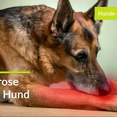 Deutscher Schäferhund mit gerötetem Bein, was auf Arthrose beim Hund und deren Symptome hinweist. Hunde-Gesundheit im Fokus.