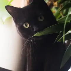 Schwarze Katze mit grünen Augen versteckt sich hinter Pflanzen. Vielleicht ein Beruhigungsmittel Katze vom Tierarzt, um sie zu beruhigen.