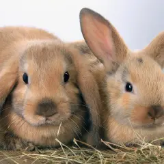 Zwei süße Kaninchen, eines mit Schlappohren. Sie sehen aus, als würden sie sich fragen, wie viele Kaninchenrassen es gibt.