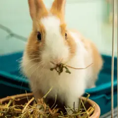 Ein süßes Kaninchen frisst im Käfig. Es ist allein, aber hat genug Heu.