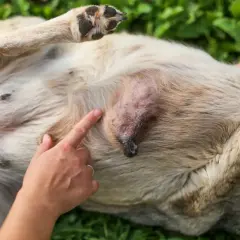 Ein Finger zeigt auf einen kleinen, verdächtigen Knoten am Bauch eines Hundes. Dies könnte ein Mammatumor im Anfangsstadium sein.
