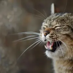 Katze niest oft, vielleicht wegen eines Tumors. Ihr Maul ist weit geöffnet, die Augen geschlossen.