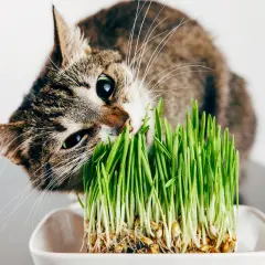 Katze knabbert an frischem Grün, eine gesunde alternative zu katzengras.