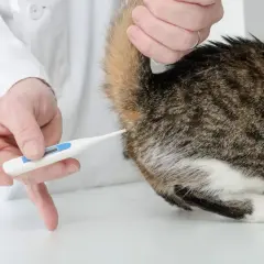 Tierarzt misst bei einer Katze Fieber mit einem Thermometer am After.