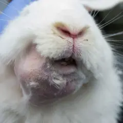 Ein weißes Kaninchen mit einem geschwollenen Kiefer, möglicherweise ein kaninchen kieferabszess. Die Heilungschancen hängen von der Behandlung ab.