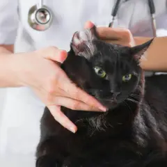 Tierarzt untersucht schwarze Katze, die sich blutig kratzt.