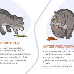 Graue Katze erbricht Futter. Links eine Katze, die sich erbricht, rechts eine Katze, die Futter ausspuckt.