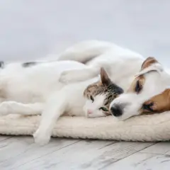 Ein Hund und eine Katze schlafen eng aneinander gekuschelt auf einer weichen Decke.
