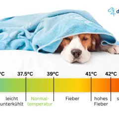 Ein Hund liegt unter einer Decke. Eine Skala zeigt die normale Temperatur eines Hundes an, die zwischen 37,5°C und 39°C liegt.