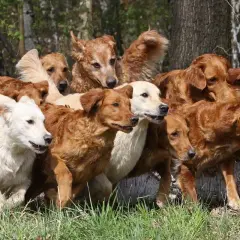 Eine Gruppe von Golden Retrievern in verschiedenen goldenen Farben, von hellcremig bis tiefrotbraun, steht dicht gedrängt im Gras.
