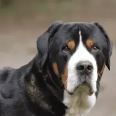 Ein großer Schweizer Sennenhund mit treuen Augen blickt in die Kamera. Sein Fell ist schwarz mit braunen und weißen Abzeichen.