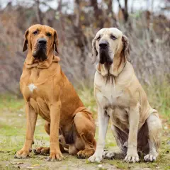 Zwei stattliche Fila Brasileiro Hunde sitzen im Freien. Der braune Hund links hat einen weißen Fleck auf der Brust.