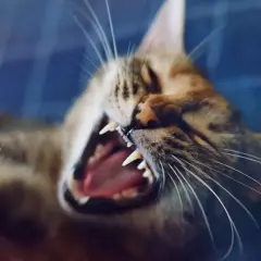 Eine Katze knurrt andere Katze an, mit weit geöffnetem Maul und scharfen Zähnen.