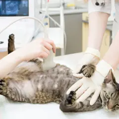 Tierärztin untersucht Katze mit Ultraschall. So kann man herausfinden, wie lange Katzen schwanger sind.