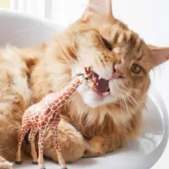 Orange Katze mit Pica Syndrom beißt in Giraffen-Spielzeug.