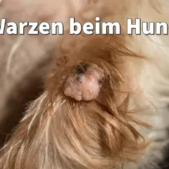 Nahaufnahme einer Warze bei einem Hund. Informationen zu Hausmitteln bei Warzen am Hund.