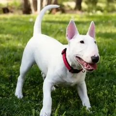 Ein weißer Miniature Bull Terrier mit rotem Halsband steht auf einer grünen Wiese und wedelt mit dem Schwanz.