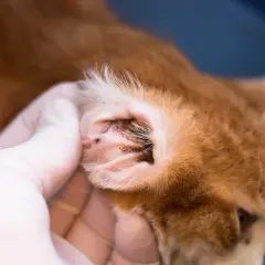 Eine Hand in einem weißen Handschuh untersucht das Ohr einer orangefarbenen Katze. Im Ohr sind dunkle Ablagerungen zu sehen.