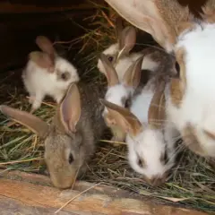 Einige süße kaninchen baby neugeborene kuscheln sich in ihrem Nest aus Heu.