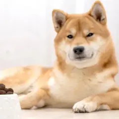 Ein Shiba Inu liegt neben einem Napf mit Futter. Der Hund frisst nicht und trinkt viel, was besorgniserregend ist.