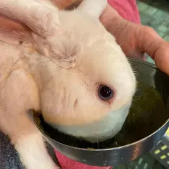 Ein weißes Kaninchen mit schief gehaltenem Kopf trinkt aus einem Napf.