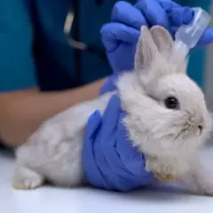 Ein Tierarzt gibt einem weißen Kaninchen mit blauen Handschuhen Tropfen ins Ohr.
