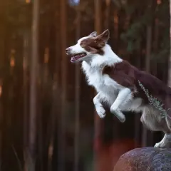 Ein brauner Border Collie springt über einen Stein im Wald.
