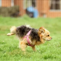 Kleiner Hund mit rosa Geschirr hebt Bein im Gras. Ein besorgter Blick könnte auf Blut im Urin hindeuten.