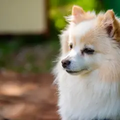 Ein süßer spitz hund mit flauschigem Fell blickt nachdenklich in die Ferne.