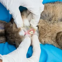 Tierarzt untersucht Kaninchenmaul auf Abszess. Hausmittel können bei leichten Entzündungen helfen, aber bei Verdacht auf Abszess ist professionelle Hilfe nötig.