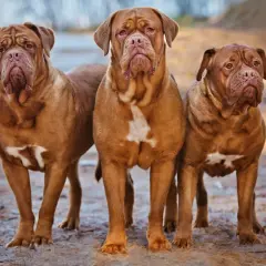 Drei imposante Bordeaux Doggen stehen nebeneinander im Freien.