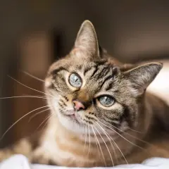 Eine getigerte Katze mit blauen Augen liegt entspannt da und schnurrt, obwohl sie nicht gestreichelt wird.