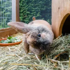 Ein Kaninchen niest ohne Schnupfen, um sich im Heu zu bewegen. Es hat braunes und graues Fell und sitzt neben seinem Holzhaus.