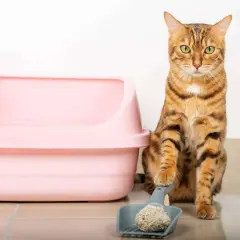 Ein Bengal-Katze sitzt neben einer rosa Katzentoilette und einer Schaufel mit Klumpen. Wie oft gehen Katzen aufs Klo? Das hängt von vielen Faktoren ab.