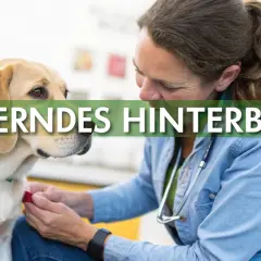 Tierärztin untersucht einen Hund, dessen hinteres Bein zittert.