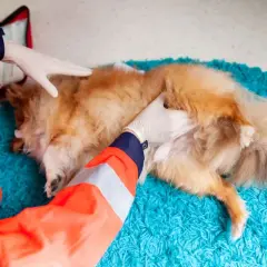 Tierarzt untersucht einen Hund, dessen Kralle blutet.