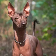 Ein Xoloitzcuintle mit auffälligen, großen Ohren und einem dünnen Fell steht im Wald.