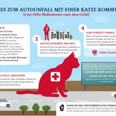 Was tun, wenn eine Katze angefahren wurde? Erste Hilfe: Ruhe bewahren, Tierarzt aufsuchen, Besitzer finden.
