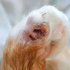 Nahaufnahme einer verletzten Katzenpfote mit einer Wunde, die auf eine verstauchte katze pfote verstaucht hindeutet.