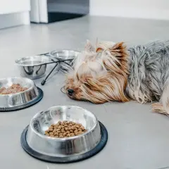 Müder Yorkshire Terrier liegt neben Futternäpfen. Nach dem Erbrechen braucht er Schonfutter.