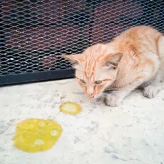 Eine orangefarbene Katze schaut auf gelben Erbrochenen auf dem Boden. Die Katze erbricht braun, was auf ein Problem hindeutet.