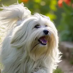 Ein fröhlicher Tibet Terrier kurzhaar mit weissem Fell rennt durch einen Garten voller bunter Blumen.