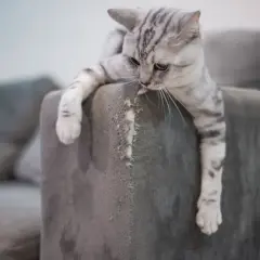 Graue Katze mit Streifen hängt über die Ecke eines Sofas, das sie gerade bearbeitet hat.