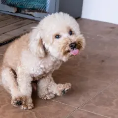 Ein kleiner, flauschiger Hund rutscht auf seinem Po über die Fliesen, die Zunge hängt heraus.